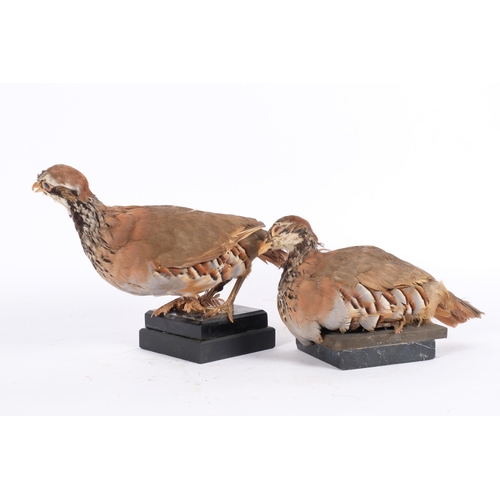 70 - TAXIDERMY - Two Red-legged Partridge, both on stands, largest, height 19cm.