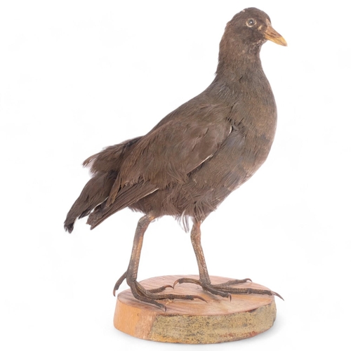 71 - TAXIDERMY - a black moorhen, on wood slice base, H30cm