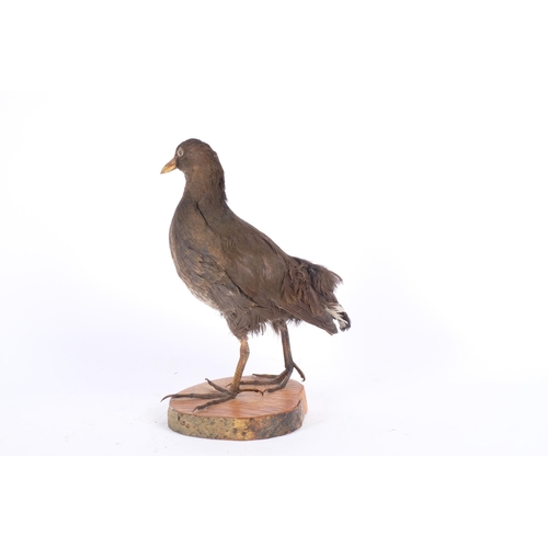 71 - TAXIDERMY - a black moorhen, on wood slice base, H30cm