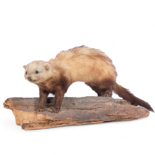 72 - TAXIDERMY - A full mount study of a Stoat, on naturalistic branch base, length 38cm.