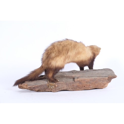 72 - TAXIDERMY - A full mount study of a Stoat, on naturalistic branch base, length 38cm.