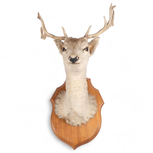 73 - TAXIDERMY - a deer head and shoulder mount, with antlers, mounted on shield plaque, plaque 44cm