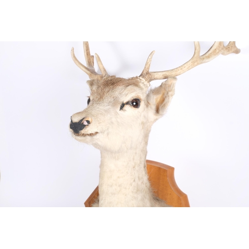 73 - TAXIDERMY - a deer head and shoulder mount, with antlers, mounted on shield plaque, plaque 44cm