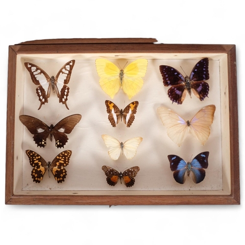 92 - TAXIDERMY - a cased display of butterflies, 33cm x 23cm