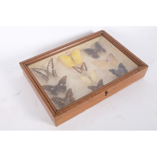 92 - TAXIDERMY - a cased display of butterflies, 33cm x 23cm