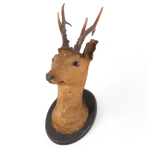 312 - TAXIDERMY - an Antique roe deer head mount, on period oval ebonised shield, H45cm, from wall 30cm