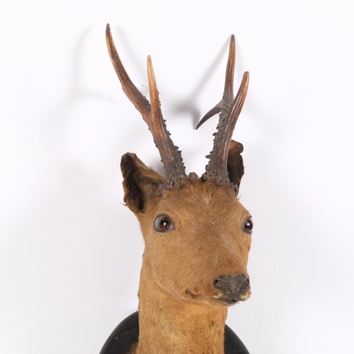 312 - TAXIDERMY - an Antique roe deer head mount, on period oval ebonised shield, H45cm, from wall 30cm