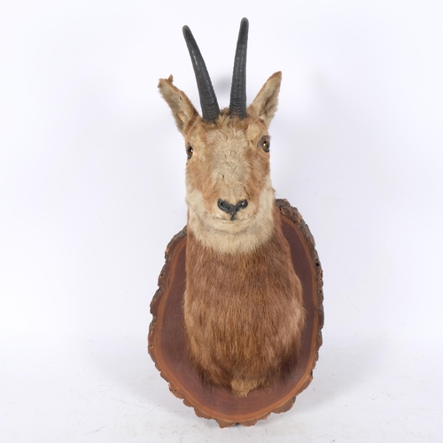 313 - TAXIDERMY - an Antique study of a Chamois mountain goat, on later carved wooden shield plaque, overa... 