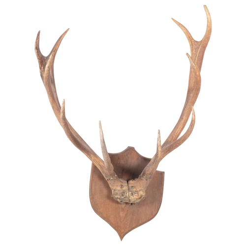 896 - TAXIDERMY - a set of stag antlers, mounted on oak shield plaque