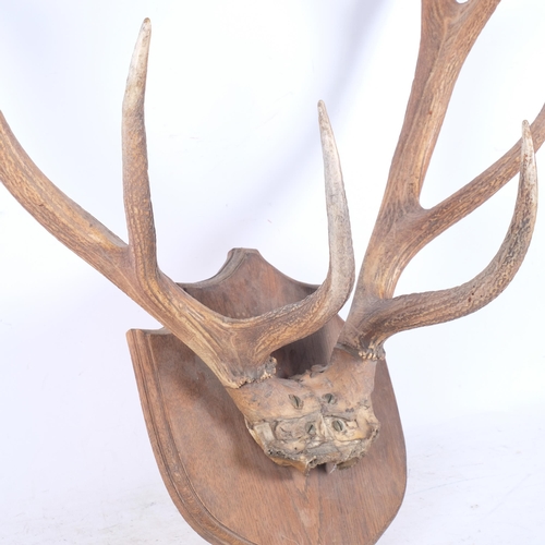 896 - TAXIDERMY - a set of stag antlers, mounted on oak shield plaque