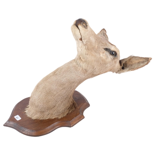 897 - TAXIDERMY - a deer head, mounted on oak shield plaque