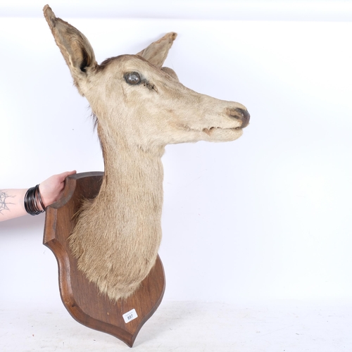 897 - TAXIDERMY - a deer head, mounted on oak shield plaque