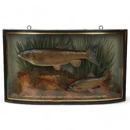 149 - TAXIDERMY - chub and roach in naturalistic setting, in original bow-fronted glass case, inscribed 