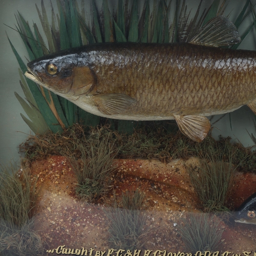 149 - TAXIDERMY - chub and roach in naturalistic setting, in original bow-fronted glass case, inscribed 