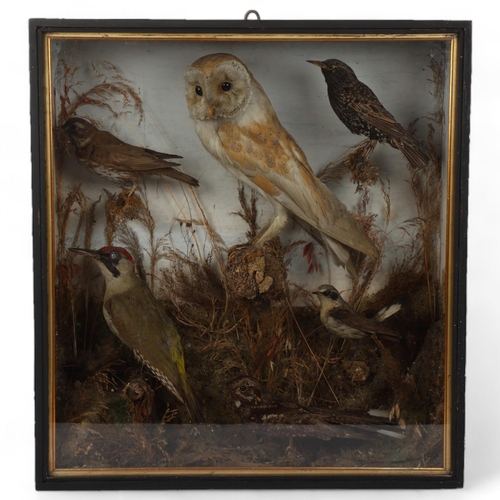 150 - TAXIDERMY - 19th century display of British birds, including Barn owl, starling, nightjar, Wheatear ... 