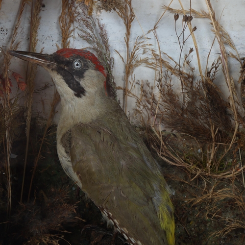 150 - TAXIDERMY - 19th century display of British birds, including Barn owl, starling, nightjar, Wheatear ... 