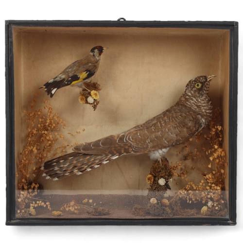 151 - TAXIDERMY - 19th century cuckoo and goldfinch in naturalistic setting, glass-fronted case, height 29... 