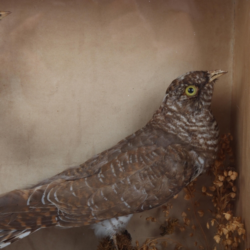 151 - TAXIDERMY - 19th century cuckoo and goldfinch in naturalistic setting, glass-fronted case, height 29... 