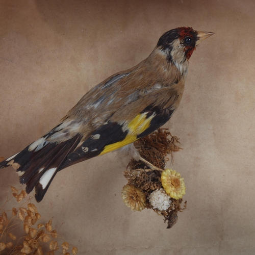 151 - TAXIDERMY - 19th century cuckoo and goldfinch in naturalistic setting, glass-fronted case, height 29... 