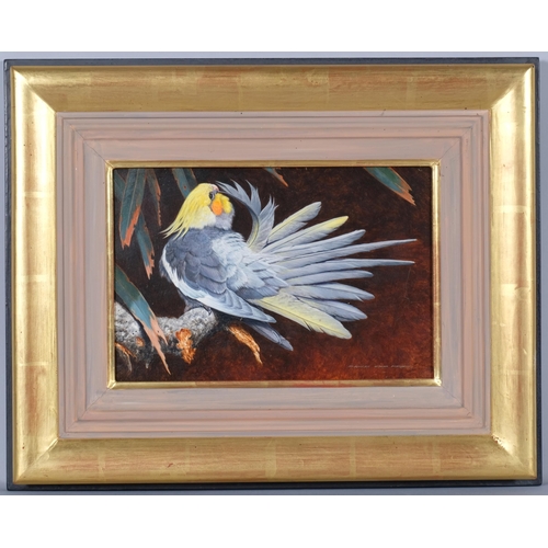 700 - David Ord Kerr, Cockatiel, oil on board, 19cm x 29cm, framed, provenance: The Tryon and Swann Galler... 