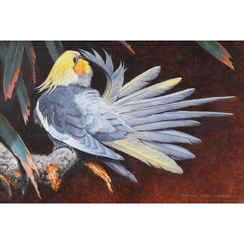 700 - David Ord Kerr, Cockatiel, oil on board, 19cm x 29cm, framed, provenance: The Tryon and Swann Galler... 