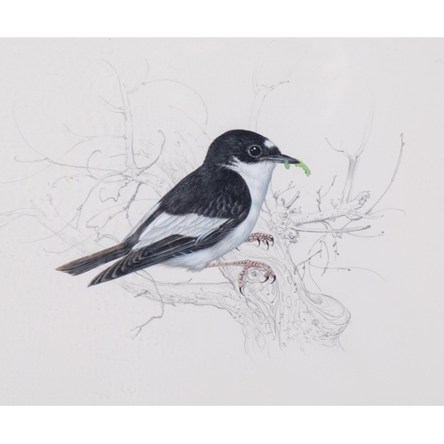 747 - Angel Dominguez, pied flycatcher, watercolour, 26cm x 40cm, framed