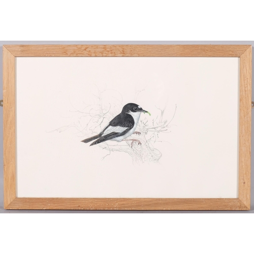 747 - Angel Dominguez, pied flycatcher, watercolour, 26cm x 40cm, framed