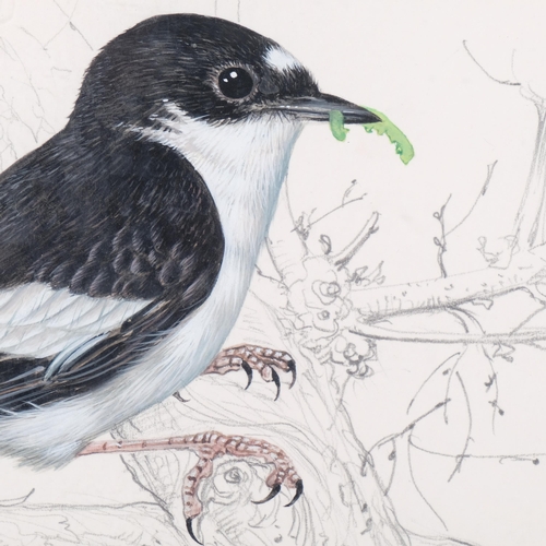 747 - Angel Dominguez, pied flycatcher, watercolour, 26cm x 40cm, framed