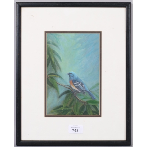 748 - Henriette Hancock, male lazuli bunting, watercolour, 21cm x 14cm, framed