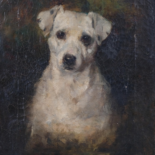 848 - Portrait of a Terrier, 19th century oil on canvas, inscribed A Buz, 40.5cm x 30cm, unframed