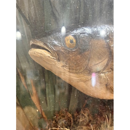 149 - TAXIDERMY - chub and roach in naturalistic setting, in original bow-fronted glass case, inscribed 