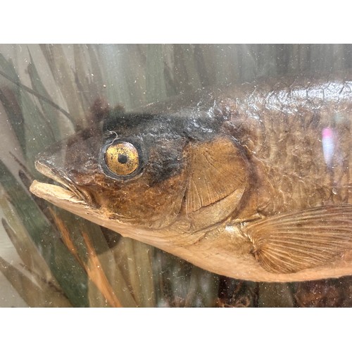 149 - TAXIDERMY - chub and roach in naturalistic setting, in original bow-fronted glass case, inscribed 