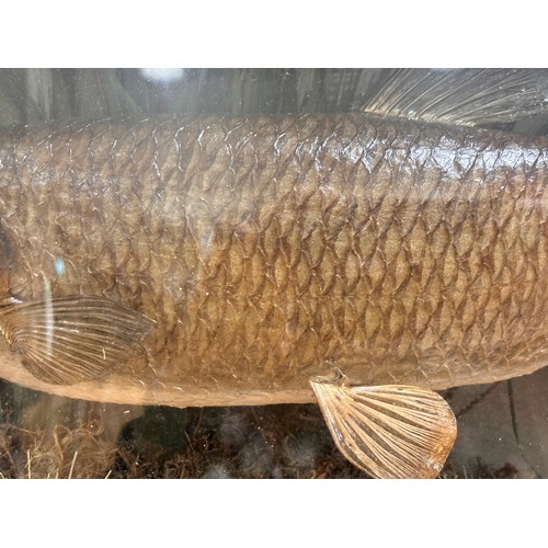 149 - TAXIDERMY - chub and roach in naturalistic setting, in original bow-fronted glass case, inscribed 