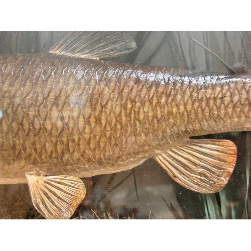 149 - TAXIDERMY - chub and roach in naturalistic setting, in original bow-fronted glass case, inscribed 