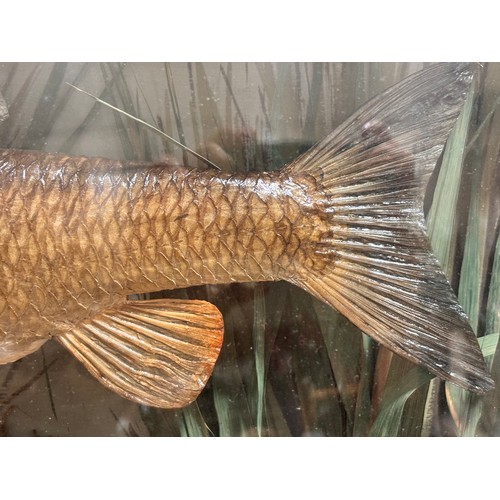 149 - TAXIDERMY - chub and roach in naturalistic setting, in original bow-fronted glass case, inscribed 