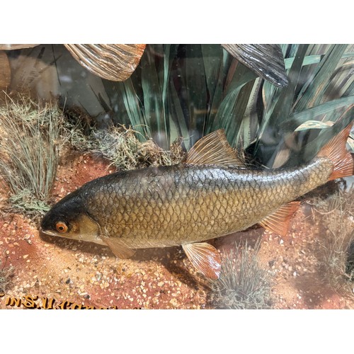 149 - TAXIDERMY - chub and roach in naturalistic setting, in original bow-fronted glass case, inscribed 