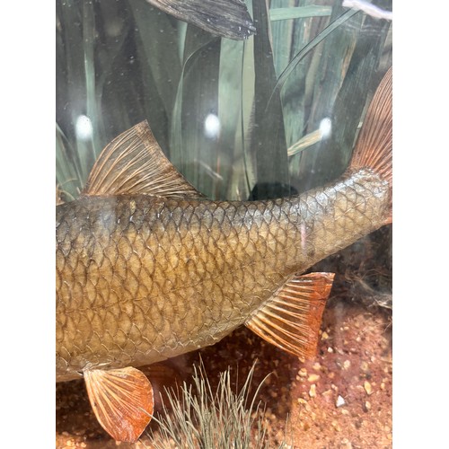 149 - TAXIDERMY - chub and roach in naturalistic setting, in original bow-fronted glass case, inscribed 