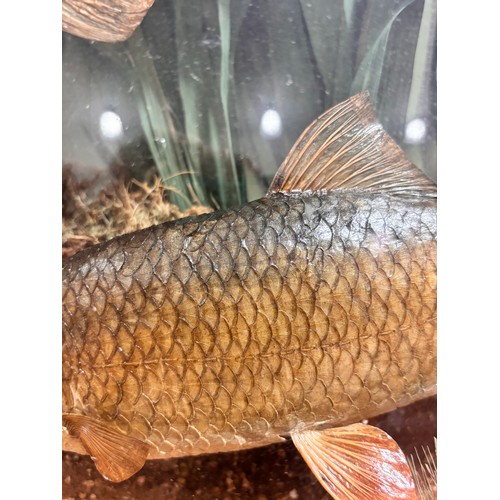 149 - TAXIDERMY - chub and roach in naturalistic setting, in original bow-fronted glass case, inscribed 