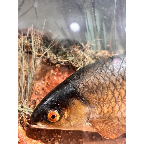 149 - TAXIDERMY - chub and roach in naturalistic setting, in original bow-fronted glass case, inscribed 