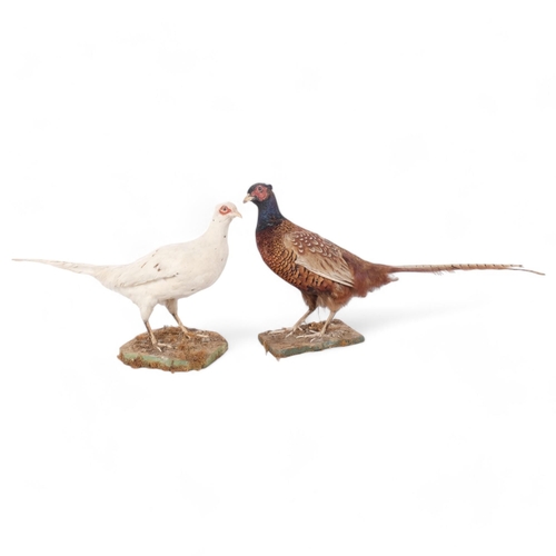 144 - TAXIDERMY - a white pheasant, H34cm, and another, both on naturalistic stands