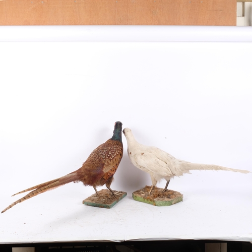 144 - TAXIDERMY - a white pheasant, H34cm, and another, both on naturalistic stands