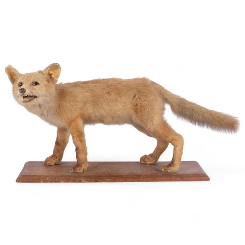 145 - TAXIDERMY - a fox cub on stand, L50cm