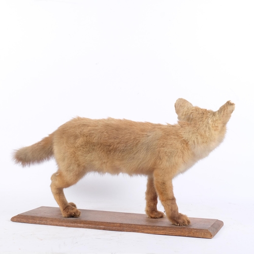 145 - TAXIDERMY - a fox cub on stand, L50cm