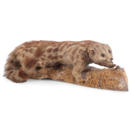 146 - TAXIDERMY - a study of a genet on naturalistic base, L53cm