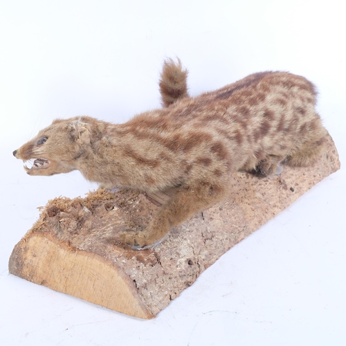 146 - TAXIDERMY - a study of a genet on naturalistic base, L53cm