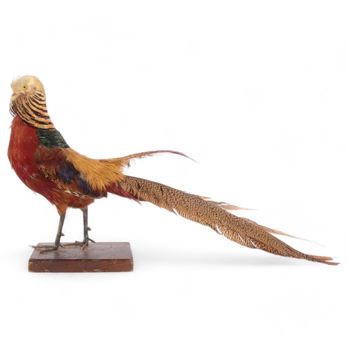 147 - TAXIDERMY - a golden pheasant, on stained pine base, L65cm