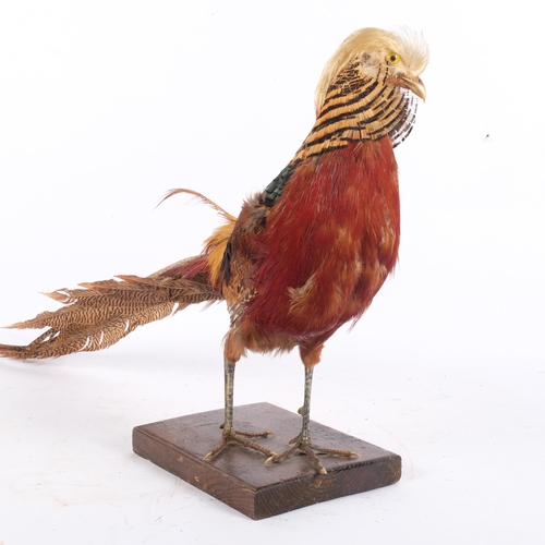 147 - TAXIDERMY - a golden pheasant, on stained pine base, L65cm