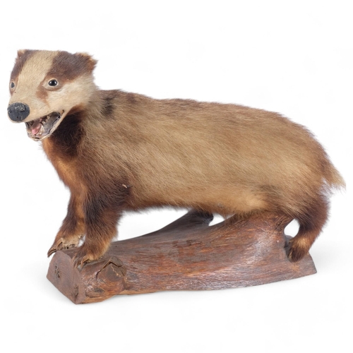 149 - TAXIDERMY - a badger, on naturalistic wood base, L75cm