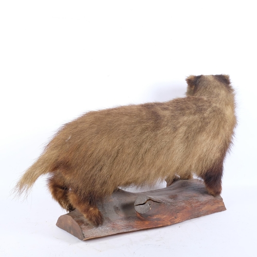 149 - TAXIDERMY - a badger, on naturalistic wood base, L75cm