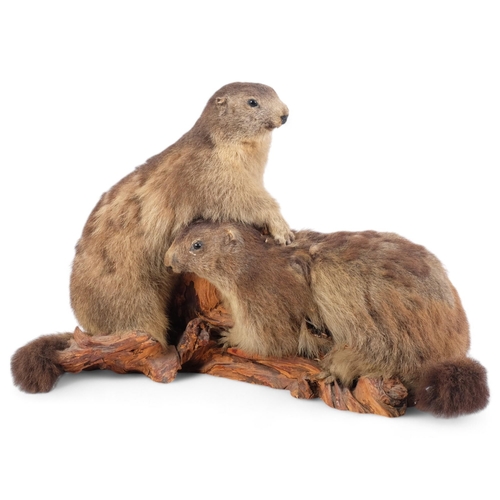 150 - TAXIDERMY - a study of marmots, on naturalist base, W60cm